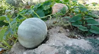 Malatya Çiftçileri Zirahi Don Sonrası Bal Kabağı Üretimine Yöneldi