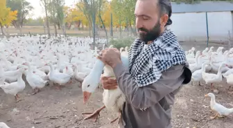Ağrı'da Kanatlı Hayvan Sevgiyle Yetiştiriliyor