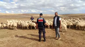 Kaybolan 93 Küçükbaş Hayvan Dron ile Bulundu