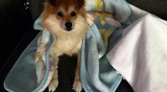Bursa'da Aile, Kaybolan Köpeği Pablo için 50 Bin Lira Ödül Verecek