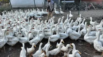 Tek ıslığıyla yüzlerce hayvan koşarak geliyor