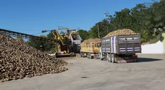 Amasya Şeker Fabrikası 72. Pancar Alım Kampanyasını Başlattı