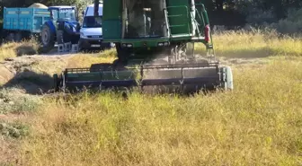Hanönü'nde Çeltik Hasadı Etkinliği Düzenlendi