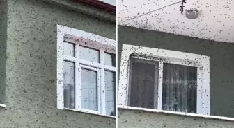 Kahverengi kokarca böceği mahalleyi sardı
