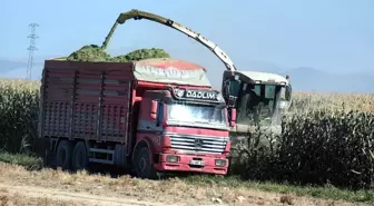 Karapınar'da Erken Mısır Hasadı Başladı