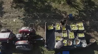 Eşme Ayvası Hasadına Başlandı