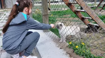 Kütahya'da Hayvanları Koruma Günü Etkinliği
