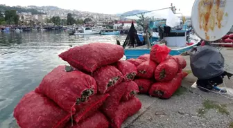 Deniz Salyangozu Avı Bu Yıl Verimsiz Geçiyor