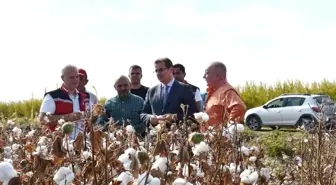 Salihli Ovası'nda Pamuk Hasadı Başladı