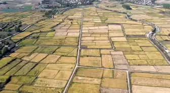 Saraydüzü'nde Çeltik Hasadı Başladı