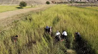 Şırnak'ta İmece Usulü Susam Hasadı Başladı
