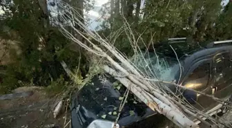 Eskişehir'de Rüzgar Ağaç Dalını Kırdı, Park Halindeki Araca Zarar Verdi