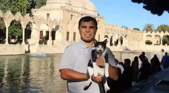 Balıklıgöl'de Kediye Kalp Masajı ile Hayat Verildi