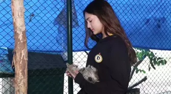 Demirören Medya ve Teknoloji MTAL öğrencilerinden sokak hayvanlarına mama desteği