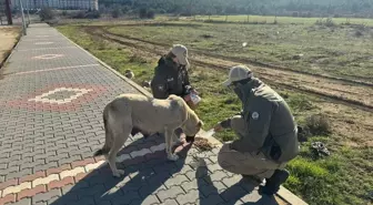 Edirne'de HAYDİ Ekipleri Sahipsiz Hayvanları Besledi