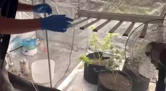 Adana'da Uyuşturucu Yetiştiren Şüpheli Yakalandı