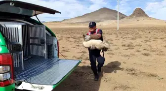 Karaman'da Yaralı 3 Pelikan Koruma Altına Alındı