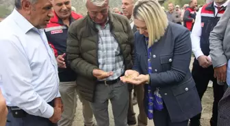 Kastamonu Tosya'da Çeltik Hasadı Gerçekleşti
