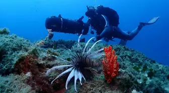 Kuşadası Dalış Turizmi ile Göz Dolduruyor
