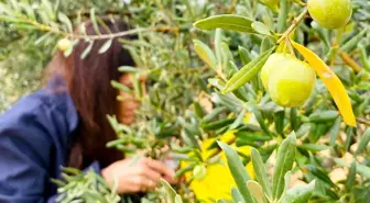 Tarım Müdürlüğü'nden Zeytin Üreticilerine Uyarı