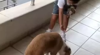 Minik Gökçe'den Hayvan Sevgi Dolu Davranış