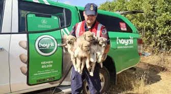Muş'ta Terk Edilmiş 5 Yavru Köpek Bulundu