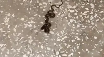 Karacabey'deki Okulda Yavru Yılan Paniği