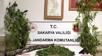 Sakarya'da Yasa Dışı Kenevir Hasadı Yapan Şahıs Tutuklandı