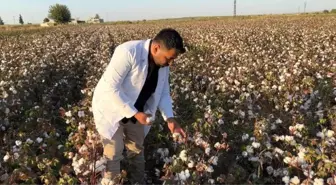 Şanlıurfa'da Pamuk Hasat Dönemi Başladı