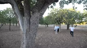 Şanlıurfa'nın 500 Yıllık Fıstık Ağaçları Meyve Vermeye Devam Ediyor