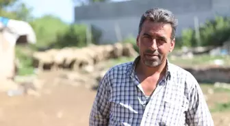 Şehir Stresinden Kaçış: 47 Yaşındaki Tuncay Aykanat Köyünde Hayvancılığa Başladı