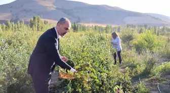 Bayburt Üniversitesi'nden Süper Meyve Aronya Üretimi