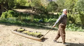80 Yaşındaki Çiftçi 65 Yıldır Üzüm Üretiyor