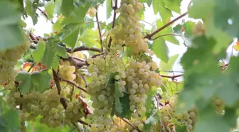 Antalya'nın Kaş İlçesinde Margaz Üzümü Hasadı Başladı