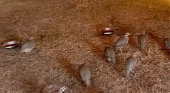 Bitlis'te Keklik Ticareti Engellendi, 90 Kınalı Keklik Doğaya Salındı