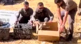 Bitlis'te Yasa Dışı Keklik Ticareti: 90 Kınalı Keklik Doğaya Salındı