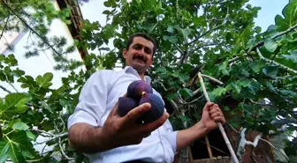 Ömer Faruk Özgelen, Bursa Karası İncirini Erzurum'da Yetiştirdi