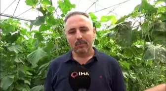 Diyarbakır'da Salatalık Serası Kuruluyor, 20 Kişiye İstihdam Sağlanıyor