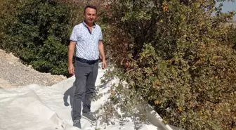 Malatya'da Yabani Alıç Hasadı Devam Ediyor