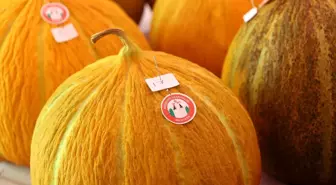 Menteşe'de 10. Yayla Kavunu Yarışması Düzenlendi