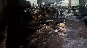 Niğde'de Ahır Yangınında 170 Koyun Telef Oldu