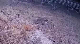 Şanlıurfa'da Nesli Tükenme Tehlikesi Altındaki Çizgili Sırtlan Güvenlik Kamerasında