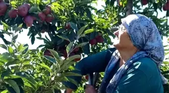 Beyşehir'de Elma Hasadı Başladı: Gölyaka Mahallesi Umut Veriyor