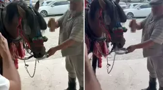 Düğünde ata alkollü içki içirdiler