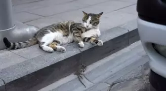 Gümüşhane'de Kedinin Fare ile Oyun Anları Kamerada