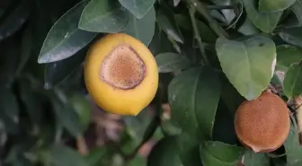 Ağustos Sıcaklıkları Narenciye Üretimini Tehdit Ediyor