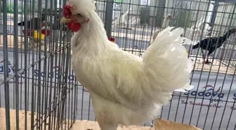 Gugulli Tavuk Irkı Balıkesir Fuarı'nda İlgi Odağı Oldu
