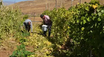 Muş'ta Üretime Dönüş: Şenyayla Bölgesi Sebze Üretimiyle Canlanıyor