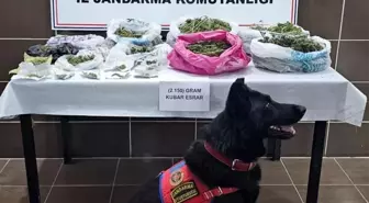Muş'ta Kenevir Yetiştiren 1 Kişi Gözaltına Alındı