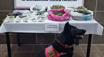Muş'ta Jandarma Operasyonu: 2 Kilo 150 Gram Esrar Ele Geçirildi!